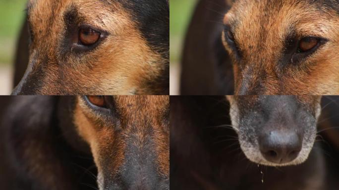 印度棕色狗的特写镜头，带着独特的微笑看着镜头。