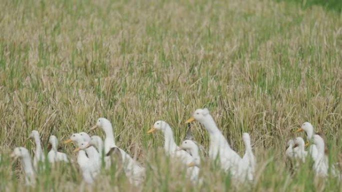 鸭子在种植的稻田上行走。慢动作