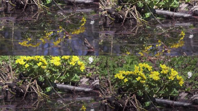 沼泽万寿菊Caltha palustris，黄色的春天花朵，花朵生长在被融化的雪淹没的森林杆上，花朵