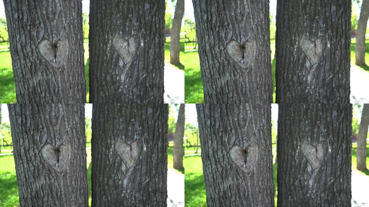 雕刻在树皮上的心的象征。特写。阳光明媚的春日。摄像机运动