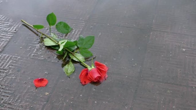 在公园散步的人们踩着一朵红玫瑰扔进水坑