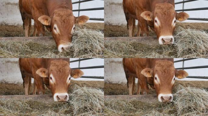 一头红棕色利木赞公牛站在巢穴里吃干草。生态农业，十二生肖，年度概念的象征。