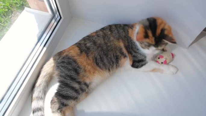 可爱的猫懒在窗台上玩一个柔软的小玩具。三色猫