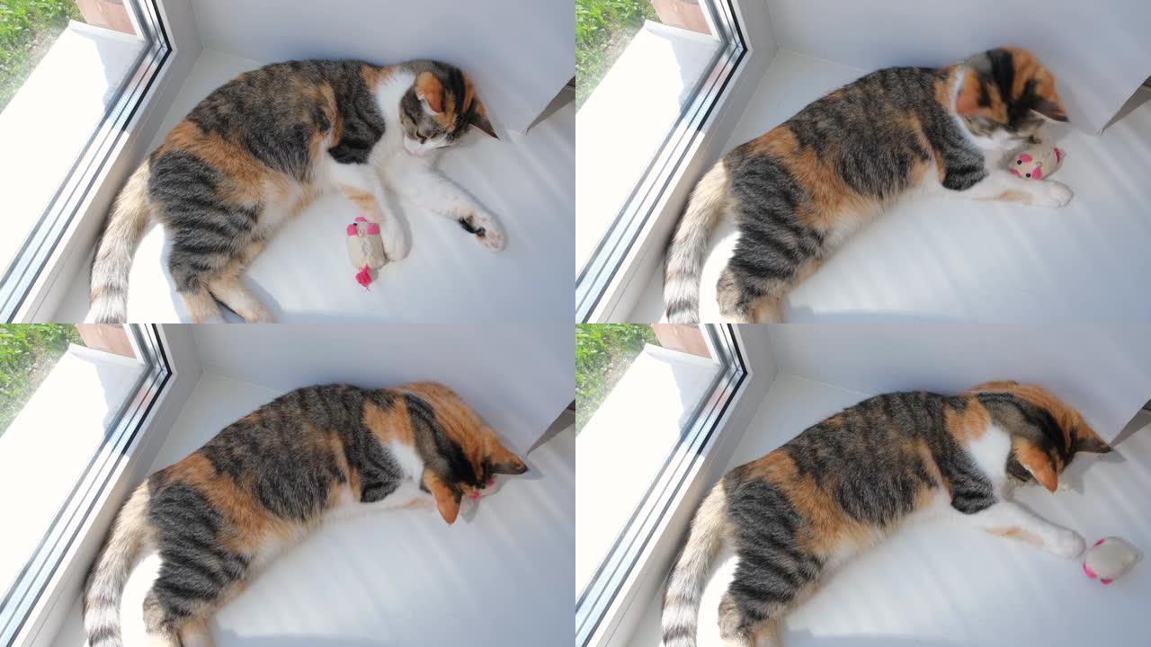 可爱的猫懒在窗台上玩一个柔软的小玩具。三色猫