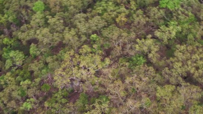 在澳大利亚地区，下降的无人机螺旋进入树冠的航拍镜头