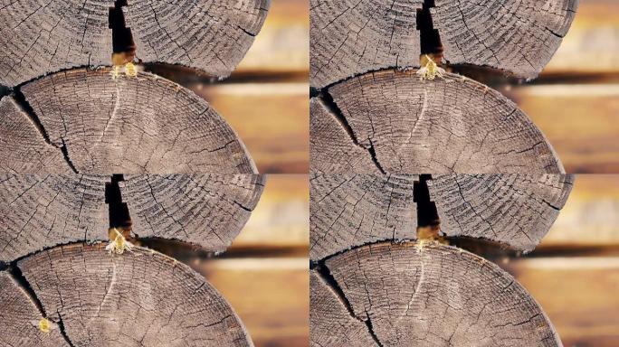 特写，慢动作: 两只黄蜂到达，在夏季木屋中的原木之间筑巢