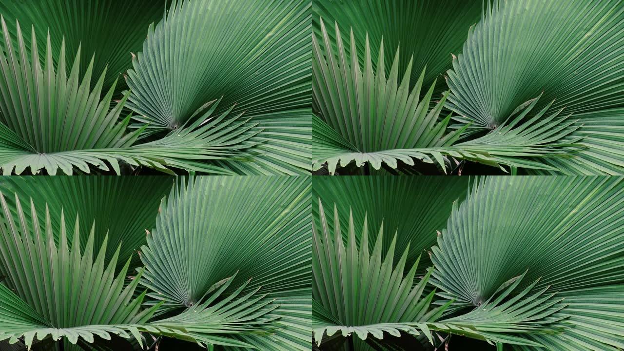 热带棕榈叶，绿色自然背景