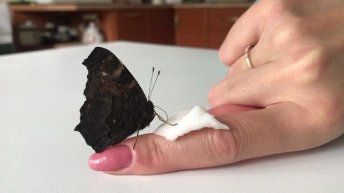 女人用手喂蝴蝶。蝴蝶孔雀坐在女人的手上。她的手指上有一个棉签，上面夹着糖浆。蝴蝶的长鼻是可见的。