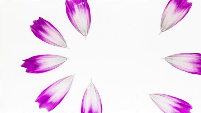 宇宙花瓣在白色背景上组装的定格动画，花瓣动画循环