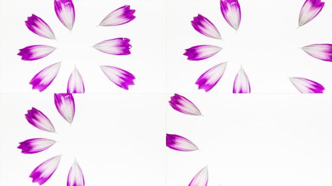 宇宙花瓣在白色背景上组装的定格动画，花瓣动画循环