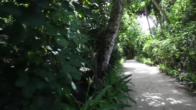 印度洋岛屿上的外来植物之间的一条小路
