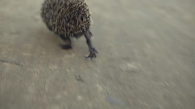 野生刺猬在沙滩上奔跑