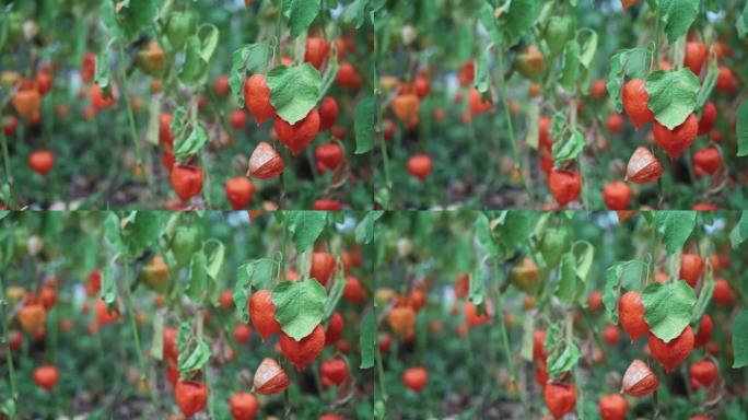在4k拍摄的日光下在花园里生长的酸浆的特写镜头