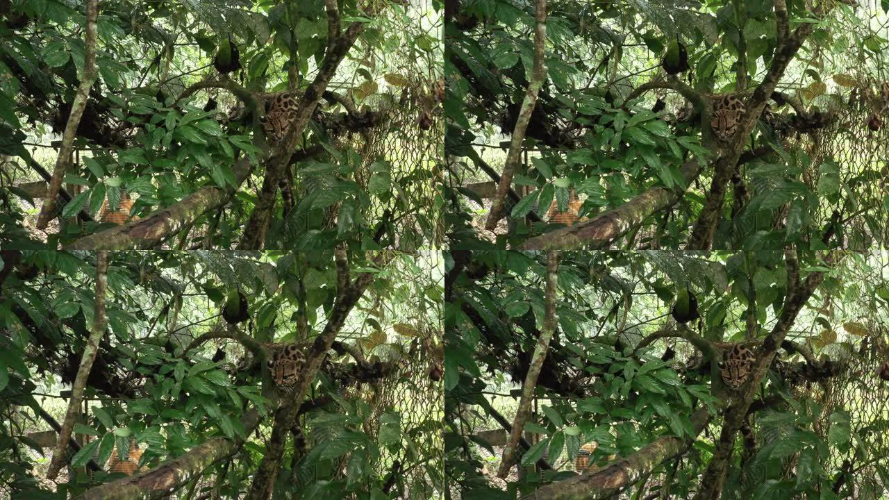 玛格，leopardus wiedii，坐在笼子里的树枝上，看上去很困