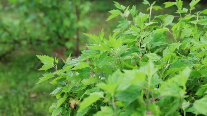 雨后的醋栗丛