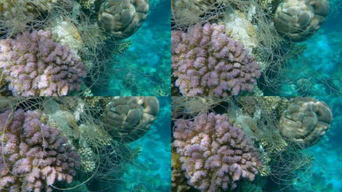 垂悬在珊瑚上的一条钓鱼线。丢失的钓鱼线挂在珊瑚礁的水下。幽灵渔具的问题 -- 任何被遗弃、丢失或以其
