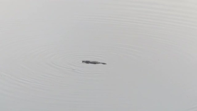在邦巴拉河水面游动的野生鸭嘴兽