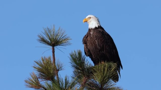爱达荷州Coeur d'Alene的一只秃鹰在树顶上自尽的视频剪辑。