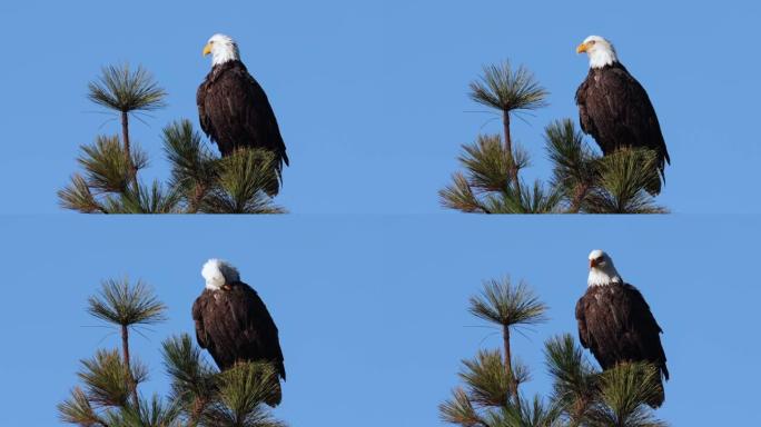 爱达荷州Coeur d'Alene的一只秃鹰在树顶上自尽的视频剪辑。