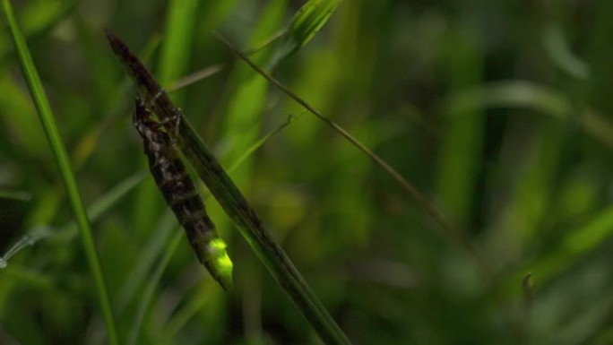 英国多塞特郡草地上的雌性萤火虫