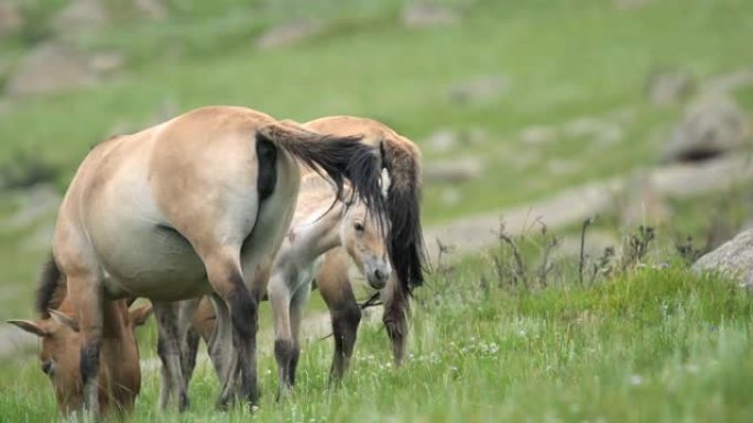 蒙古山区野生普氏野马的真实自然栖息地