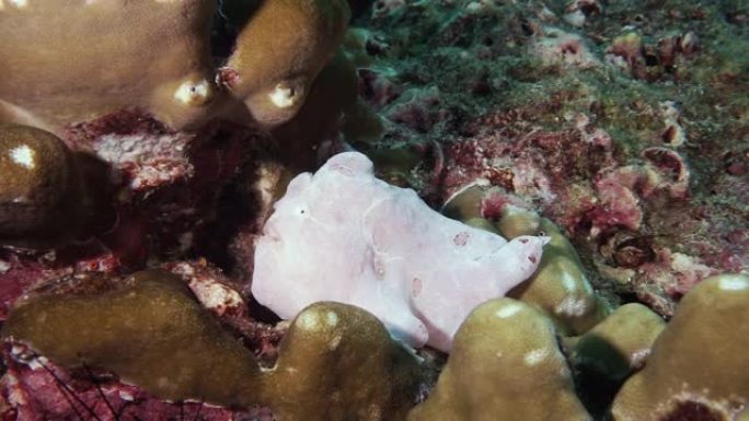水下珊瑚礁上的巨型白色蛙鱼 (Atennarius commersoni)