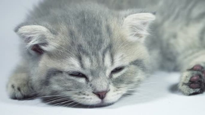 有趣的小灰色折叠苏格兰小猫小猫睡在白色背景上。