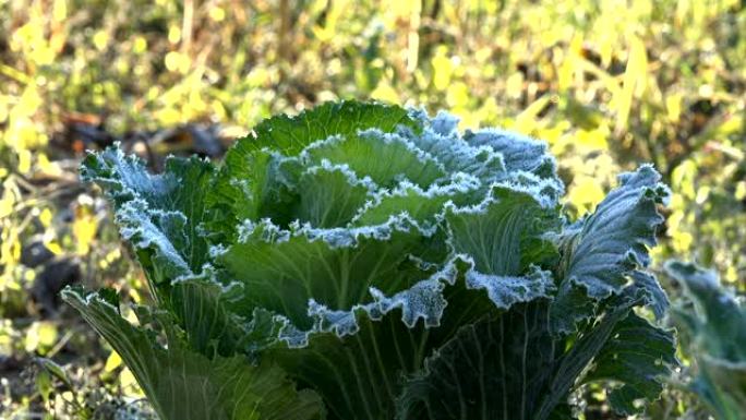 覆盖着白色冰晶的冷冻卷心菜植物。特写。4K