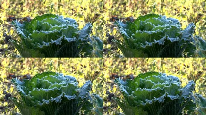 覆盖着白色冰晶的冷冻卷心菜植物。特写。4K