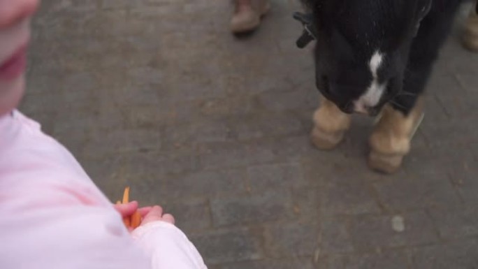 女孩用胡萝卜喂小马。孩子的手给了马一个款待。
