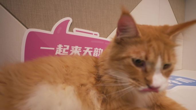 4k宠物猫猫拍摄