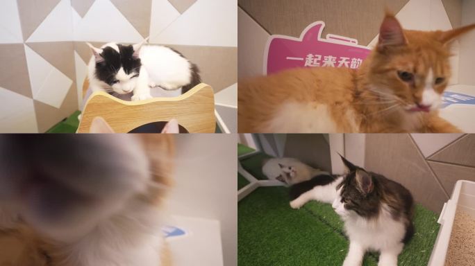 4k宠物猫猫拍摄