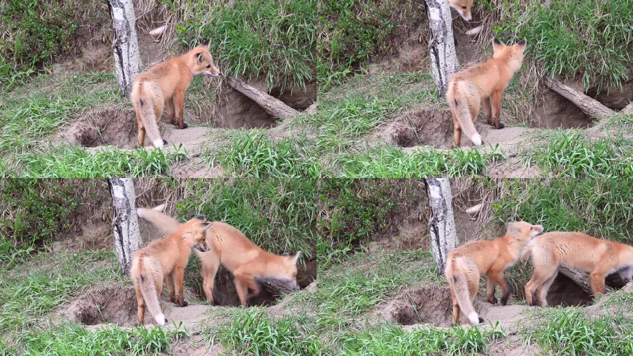 野外的红狐狸套装