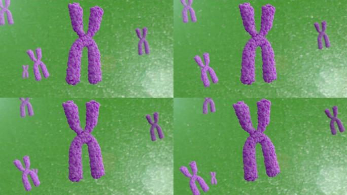 染色体的3d动画。X染色体在细胞中的运动。