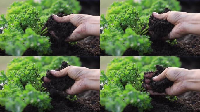 在农业有机羽衣甘蓝植物蔬菜园艺中，手的慢动作触摸完美的地面。花园里种植的羽衣甘蓝蔬菜。