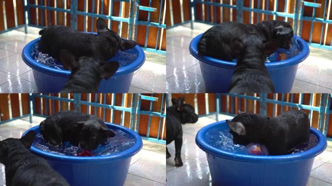 狗在盆里玩水。