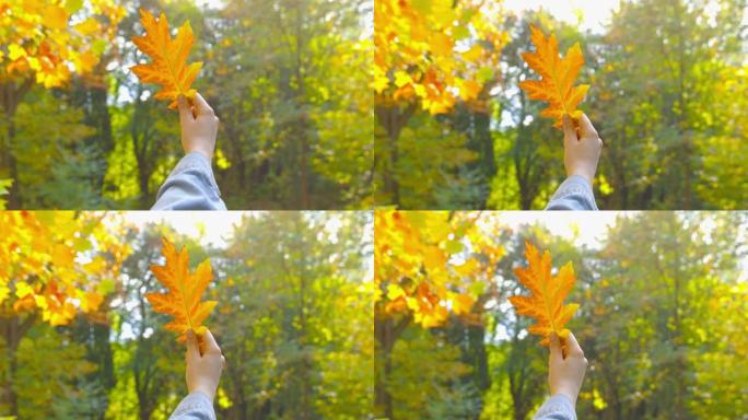 秋天-一个女孩正在看着美丽的秋叶，她刚刚拿起-手持相机