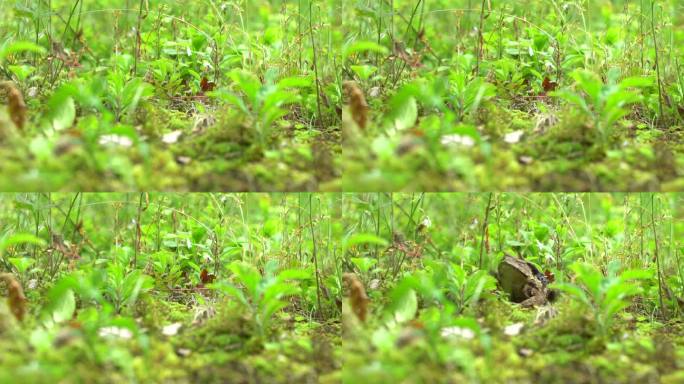 青蛙 蟾蜍 蛤蟆 野外 草丛里动物