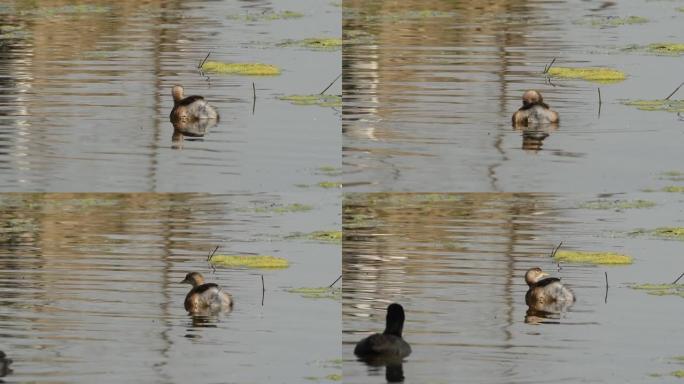 little grebe或Tachybaptus ruficollis漂浮在浅水中，后来欧亚coot