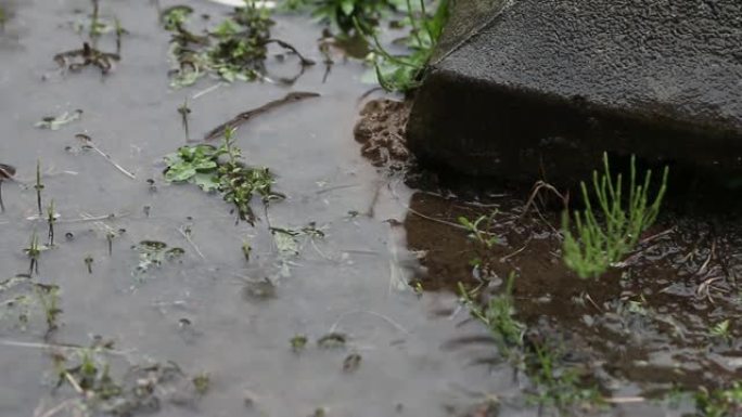 雨中湿杂草。雨水使地面变得水坑。