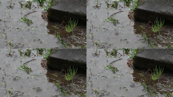 雨中湿杂草。雨水使地面变得水坑。