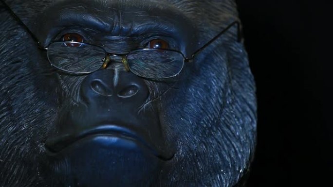 大猩猩头镜深色背景高清镜头
