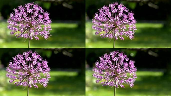 紫色葱花与蜜蜂聚花蜜。特写镜头。4K
