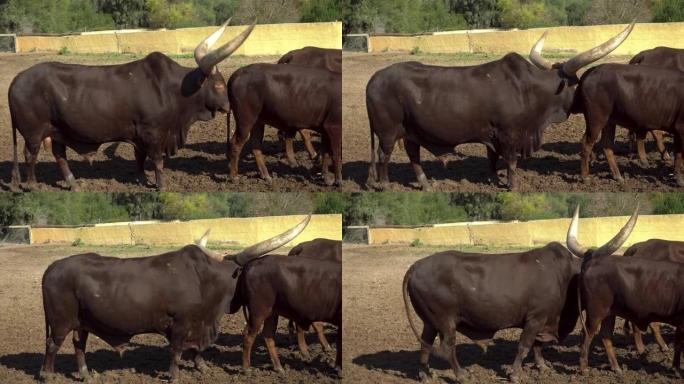 非洲牛嗅另一头牛的屁股。户外非洲动物园里长着大角的牛。动物是出于意志。