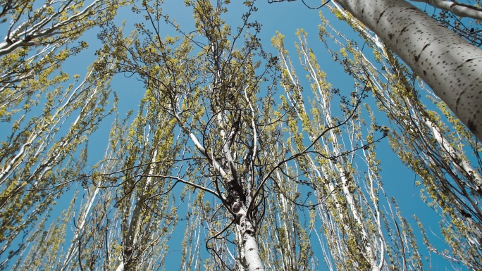 树木春天生长-植树生态保护