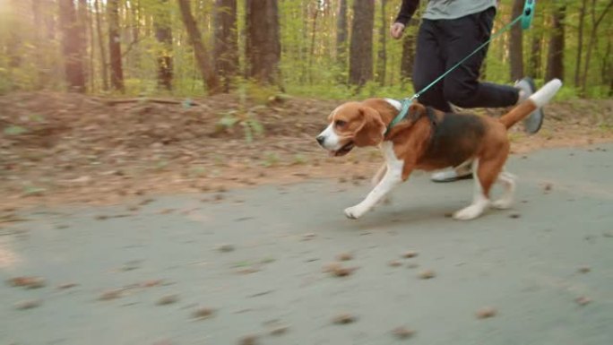 比格犬在公园与人一起奔跑