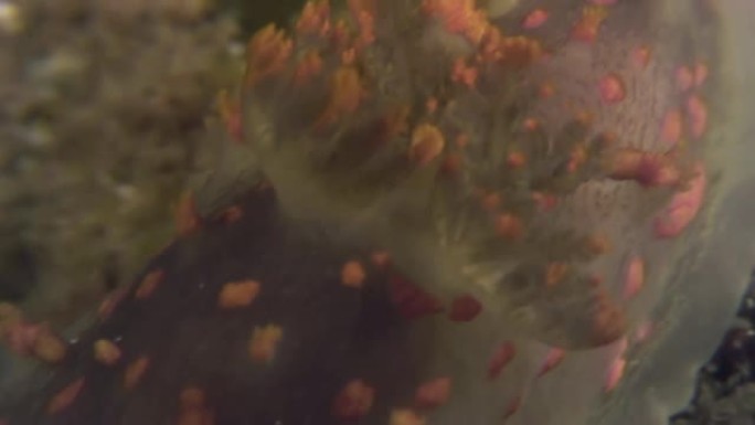 海底裸枝软体动物真海蛞蝓。
