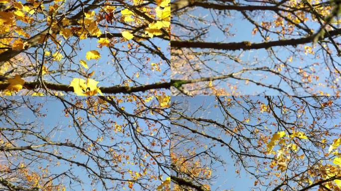 树枝上的鲜黄色枫叶在风中摇晃