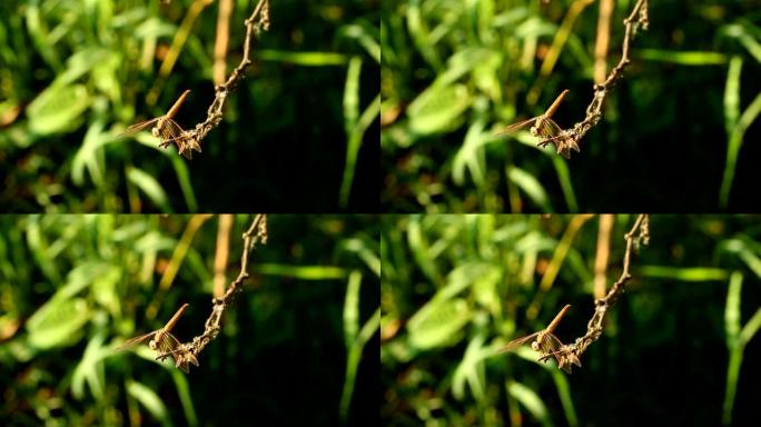 蜻蜓在泰国清迈的田野中拿着树枝