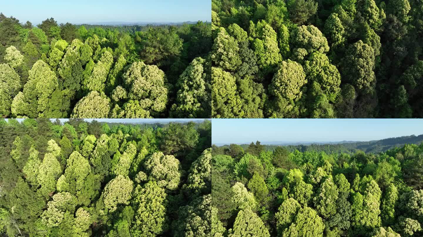 4K航拍森林植被5组3分17秒60帧